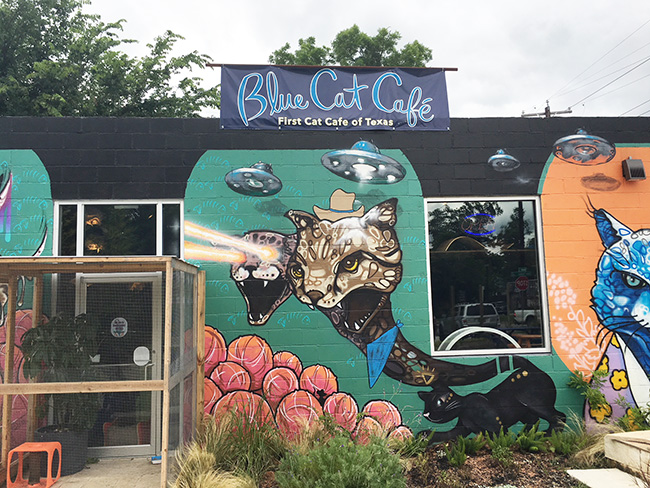 Blue Cat Cafe Austin Texas